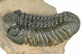 Detailed Phacopid (Morocops) Trilobite - Foum Zguid, Morocco #363134-1